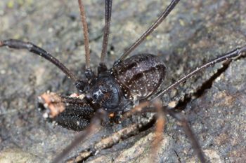 Media type: image; Invertebrate Zoology 133416